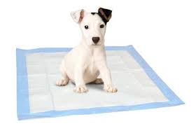 Keys To Successful House Training A Puppy How To Dog Train
