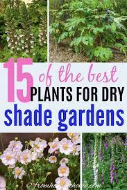 Dry Shade Plants 15 Of The Best