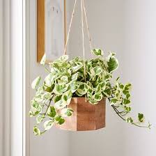 Mini Pothos Plant W Hanging Planter