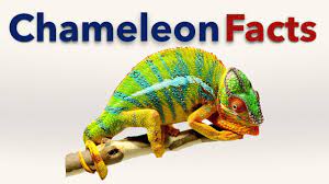 chameleon facts you