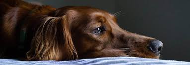 dog separation anxiety preventive vet