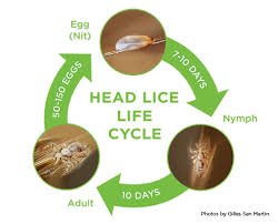 lice clinics of america