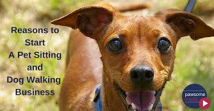 Starting A Pet Sitting And Dog Walking Business