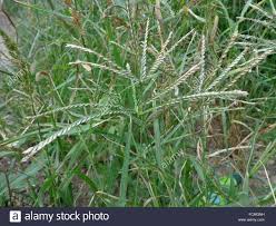 Rumput grinting (cynodondactylon) adalah jenis rumput yang memiliki kemampuan agak berlebihan dalam hal bertahan hidup dibandingkan rumput jenis lain seperti rumput teki,rumput gajah, rumput. Rumput Grinting Cynodon Dactylon Tropical Forages Kertas Untuk Menempel Gulma Kering