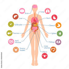 diagram of the major human body