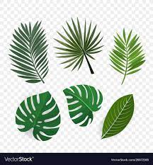 palm leaves clip art royalty free
