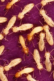 Termites Feast Upon Drywall   MICHAEL S NEWSFLASHES   MEMORIES    Termites Can Even Damage Books