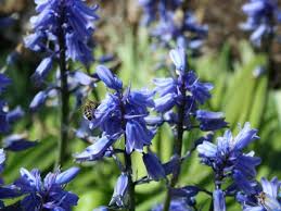 Blue Bulbs For Your Spring Garden