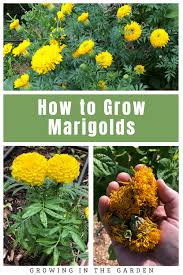 How To Grow Marigolds Growing In The