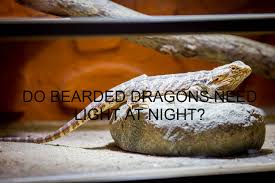 Do Bearded Dragons Need Light At Night