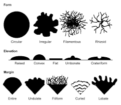 Colony Morphology Of Bacteria How To Describe Bacterial