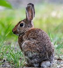lawn issues rabbits killing sections