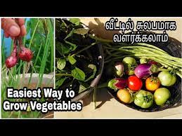 How To Grow Vegetables At Home In Tamil
