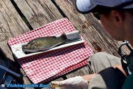 Smallmouth Bass In Cultus Lake Fishing With Rod Blog