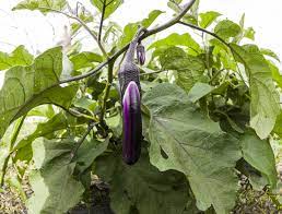 how big do anese eggplant get know