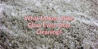 what makes urine glow even after cleaning