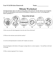The cell cycle is divided into four phases: Mitosis Worksheet