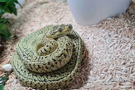 8 carpet python morphs with pictures