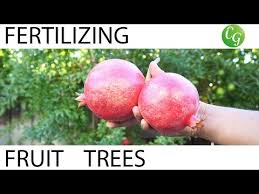 How To Fertilize Fruit Trees Fertilizing Schedule Guide