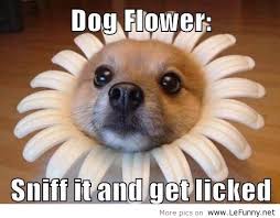 Funny Dog Pictures With Quotes - funny dog images with quotes due ... via Relatably.com