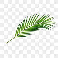 palm leaf png transpa images free