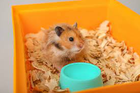 Hamster Bedding Selection Tips Tricks