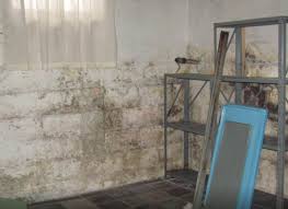 Mold Removal Services Basement Doctor