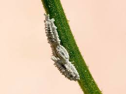 How To Get Rid Of Mealybugs On Your Plants