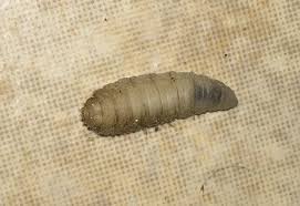 carpet beetle larva or maggots quick