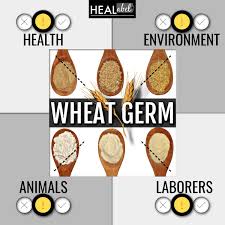 wheat germ benefits side effects