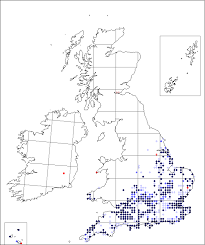 Petroselinum segetum | Online Atlas of the British and Irish Flora