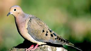mourning dove a message of life