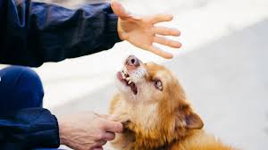 After a little while, when your pup is calmer, call them over for a calm massage with a gentle tone of voice. Reasons Why Dogs Bite And How To Stop It
