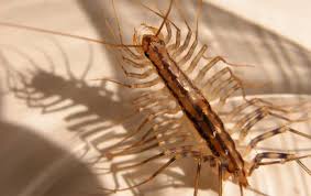Are House Centipedes Poisonous Miche