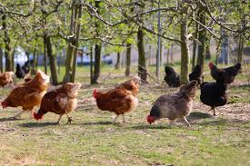 Make your chickens their own garden. Keep Chicken Safe From Foxes