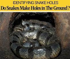 Maybe you would like to learn more about one of these? Do Snakes Dig Holes In The Ground Why How They Look Like