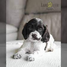 Lancaster Puppies gambar png