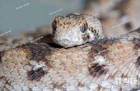 west african carpet viper echis