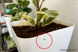 Do Peperomia Plants Attract Bugs