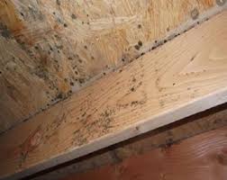 1 for mold removal in houston texas 5
