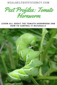 Controlling Tomato Hornworms Naturally