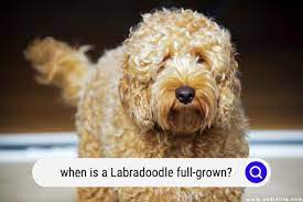 when is a labradoodle full grown how