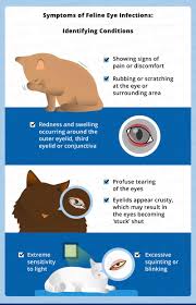 cat eye infection recognize the signs