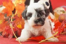 Welcome to twins havanese in florida. Havanese Puppies For Sale In Pa Royal Flush Havanese