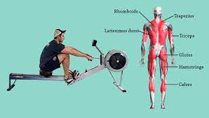 rowing machine muscles what muscles do