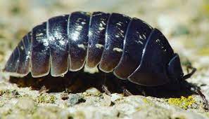 pill bugs in the house the 1 bug