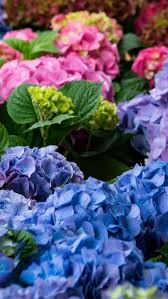 We did not find results for: Hydrangea Flowering Colorful Flowers Pink Blue Purple 640x1136 Iphone 5 5s 5c Se Wallpaper Background Picture Image