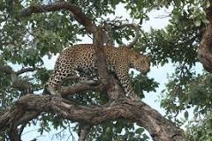 African leopard - SANBI
