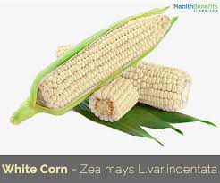 white corn facts and health benefits