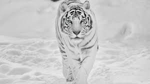 white tiger wallpaper hd wallpapers